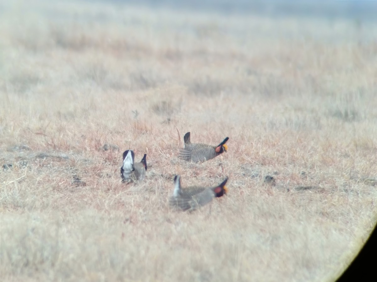 Lesser Prairie-Chicken - ML507083431