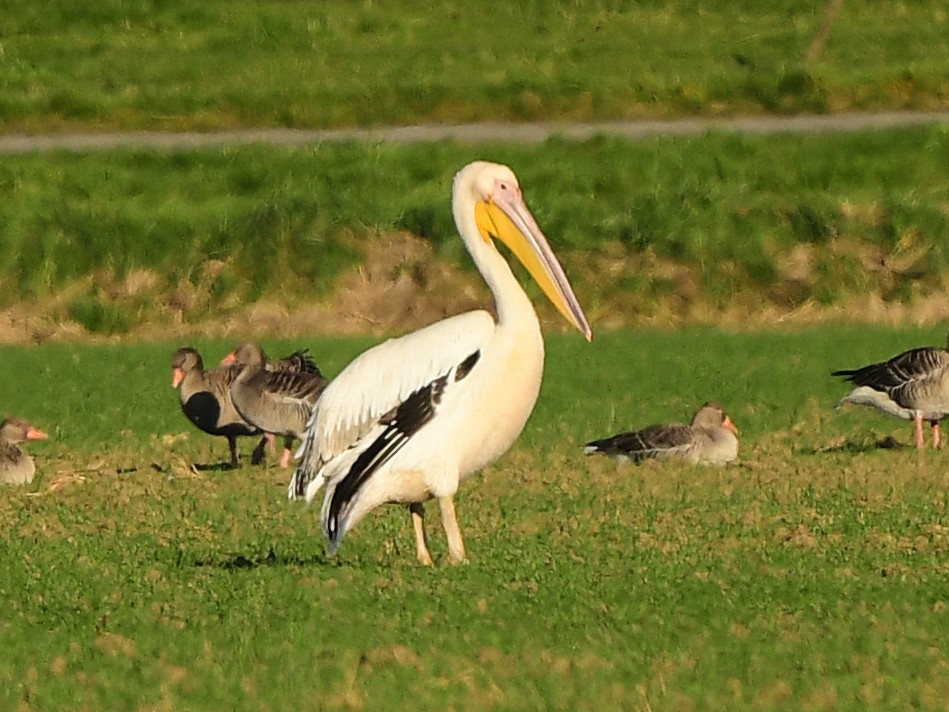 Great White Pelican - ML507084191