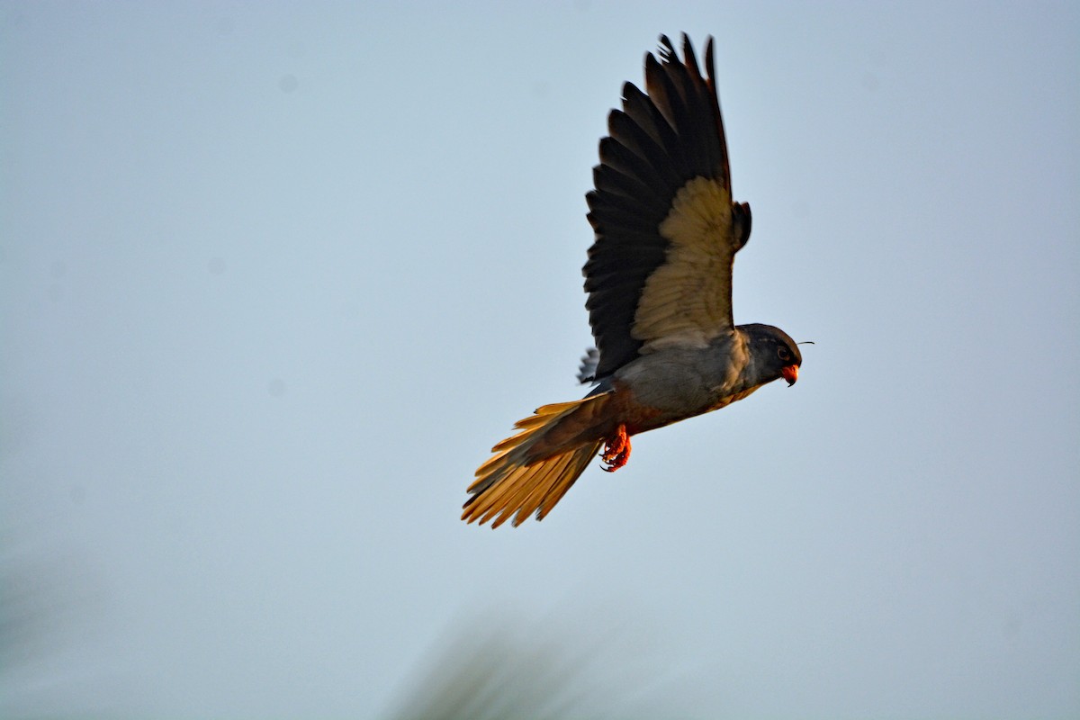Amur Falcon - Mohandas Giriyappa