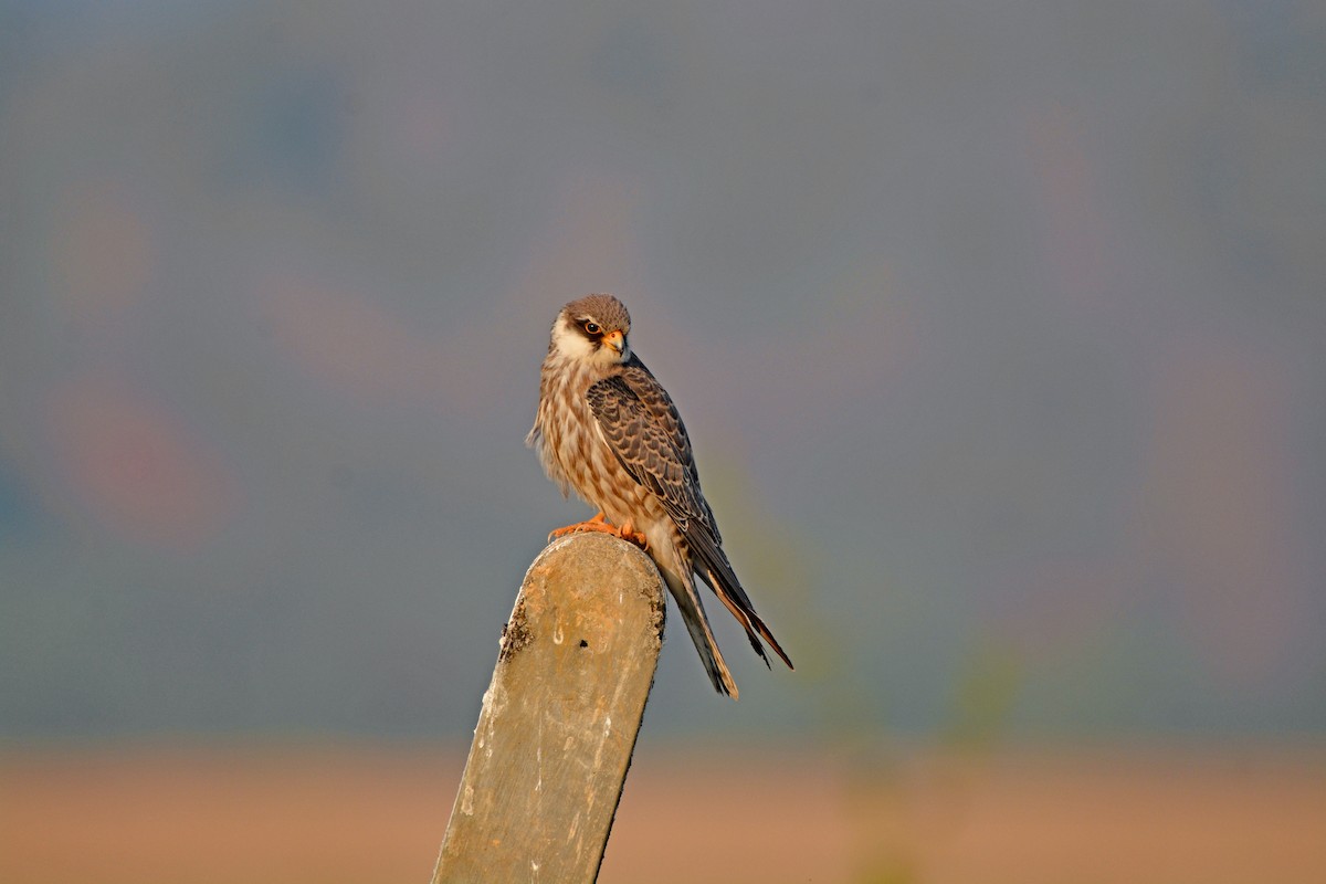 poštolka amurská - ML507084751