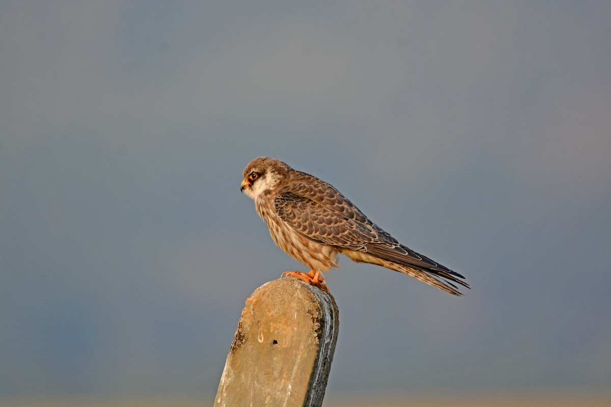 poštolka amurská - ML507084761