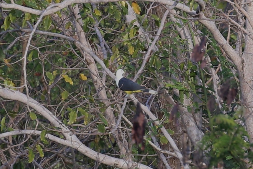 Black-backed Fruit-Dove - ML507085091