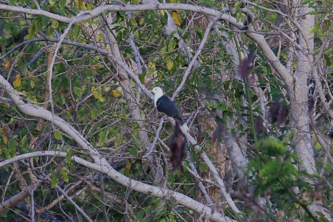 Black-backed Fruit-Dove - ML507085101