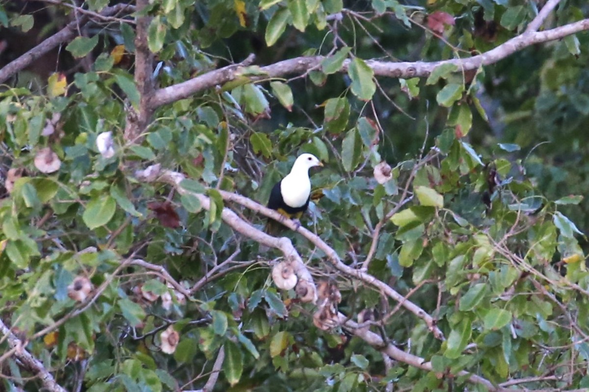 Black-backed Fruit-Dove - Charles Davies