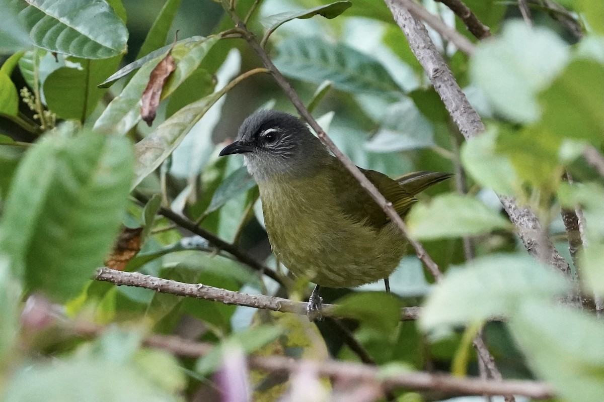 Stripe-cheeked Greenbul (Stripe-cheeked) - ML507085921