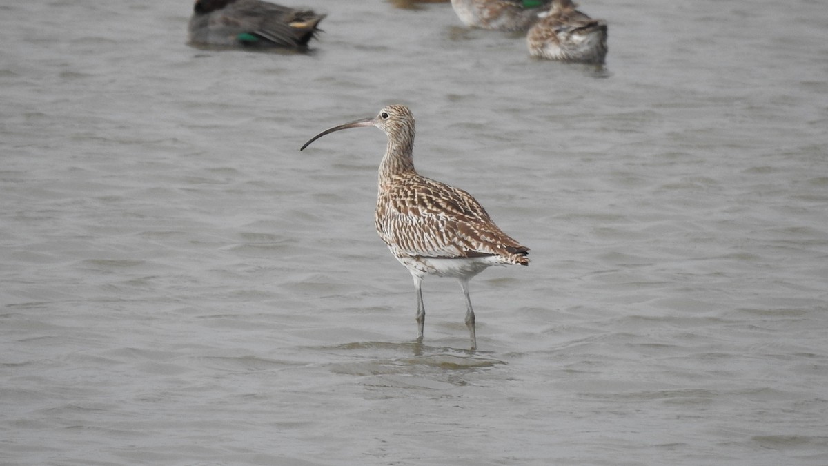 Eurasian Curlew - ML507086641