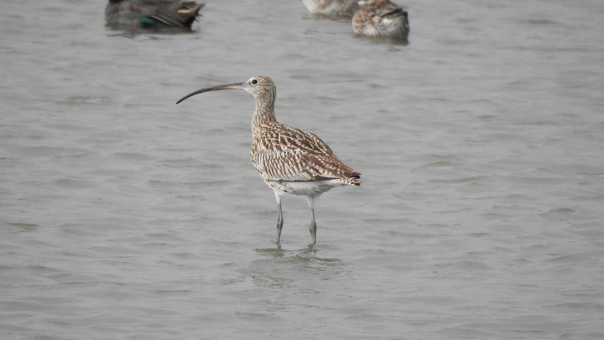 Eurasian Curlew - ML507086661