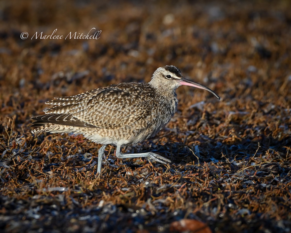 Whimbrel - ML507087151