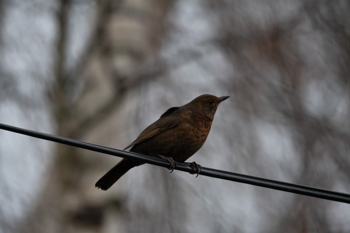 Eurasian Blackbird - ML507087321