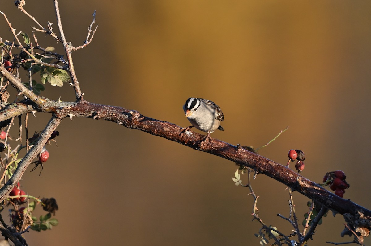 White-crowned Sparrow - ML507087821