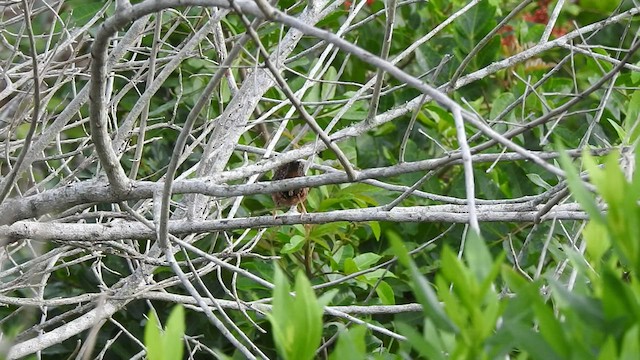 Sedge Wren - ML507087841