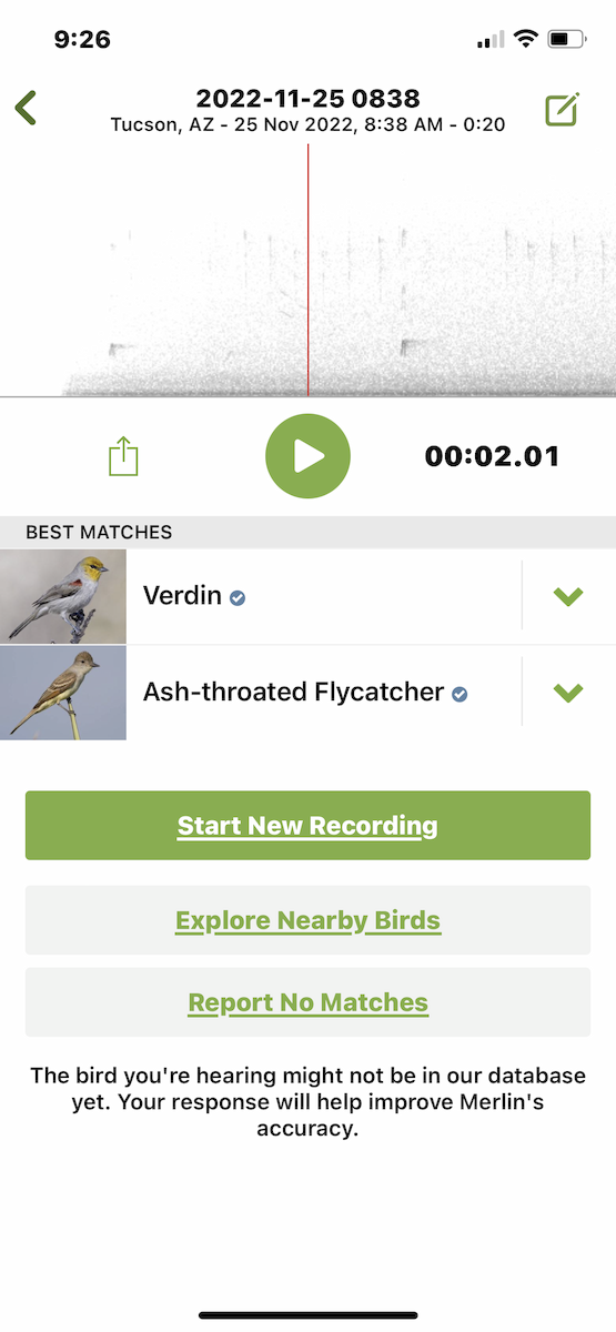 Ash-throated Flycatcher - ML507087961