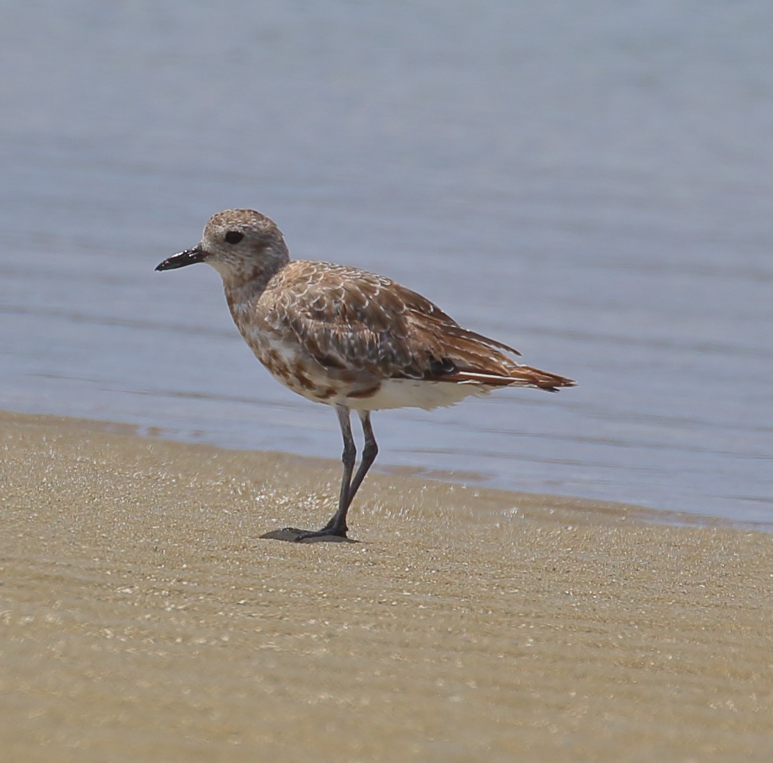 Black-bellied Plover - Mats Hildeman