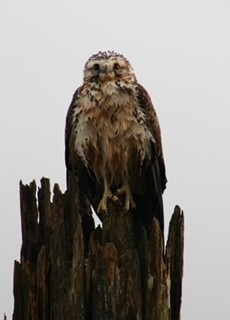 Swainson's Hawk - ML507088161