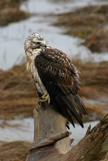 Swainson's Hawk - Chris Dale