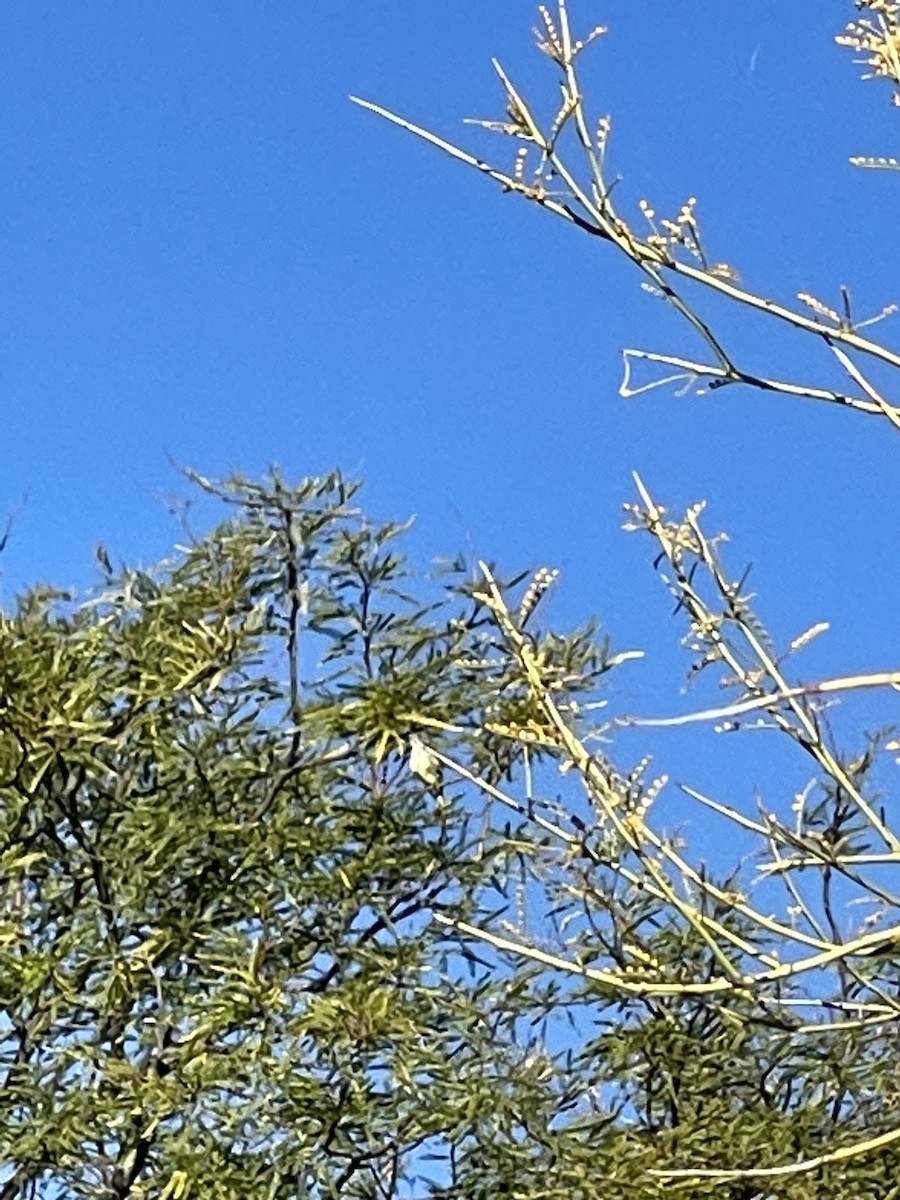 Ash-throated Flycatcher - ML507088401