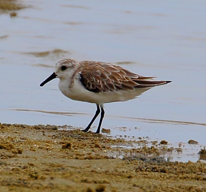 Sanderling - ML507088501