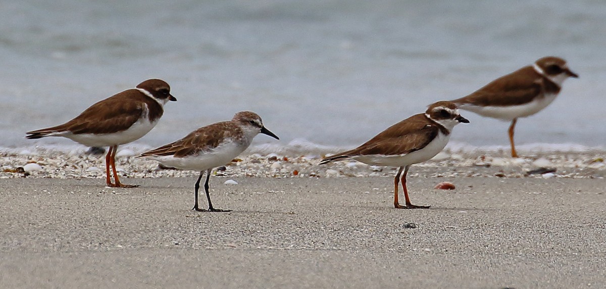 Semipalmated Sandpiper - ML507088631