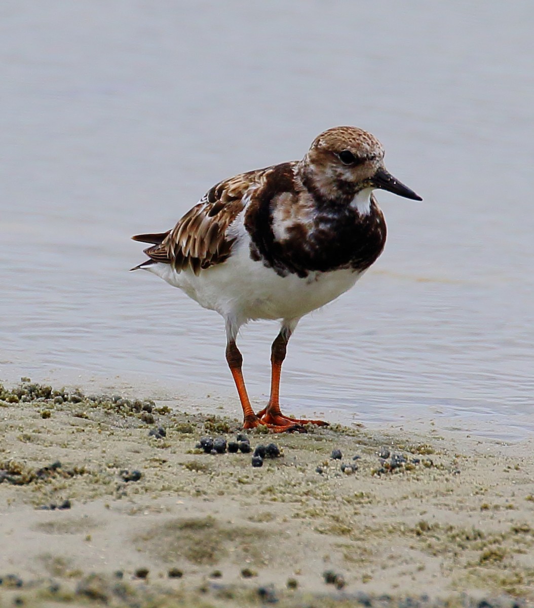 Ruddy Turnstone - ML507088761