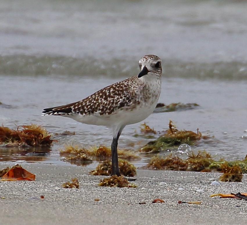 Black-bellied Plover - Mats Hildeman