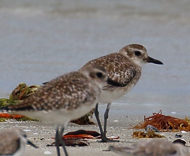 Black-bellied Plover - ML507088861