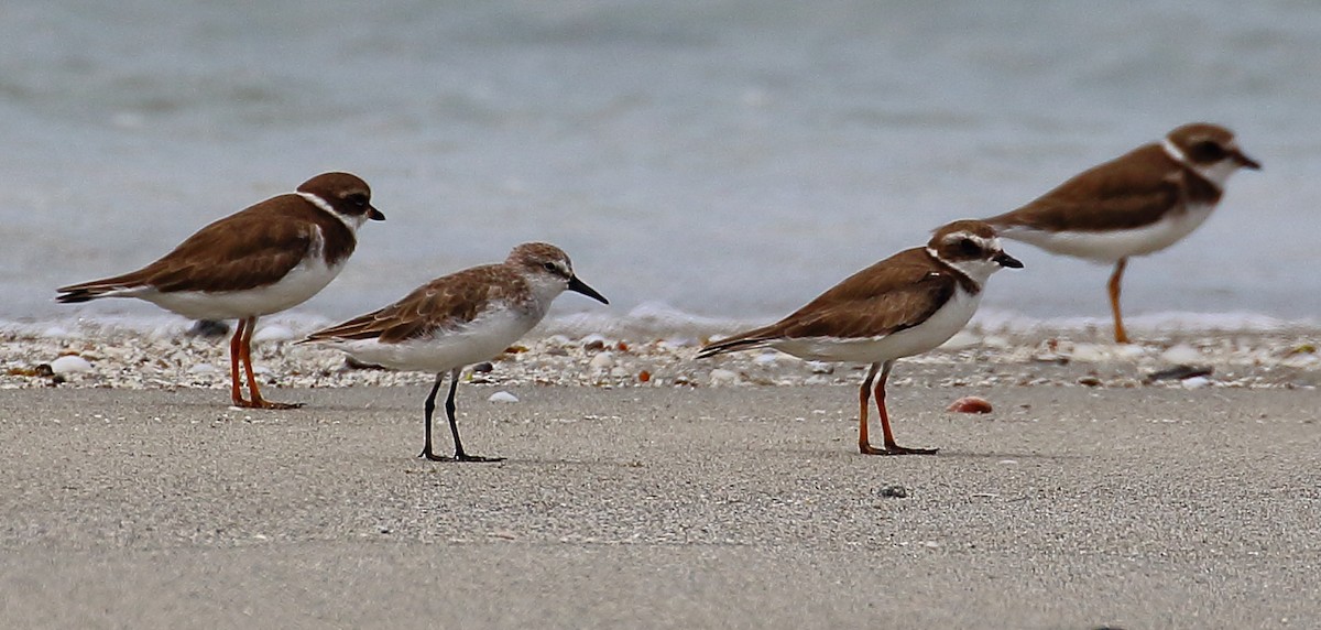 Semipalmated Plover - ML507089181