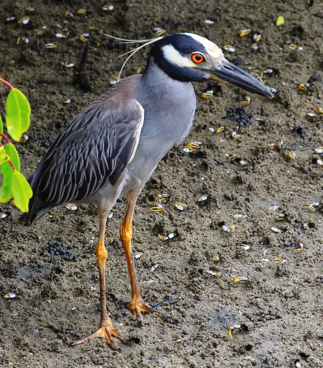 Yellow-crowned Night Heron - ML507089601