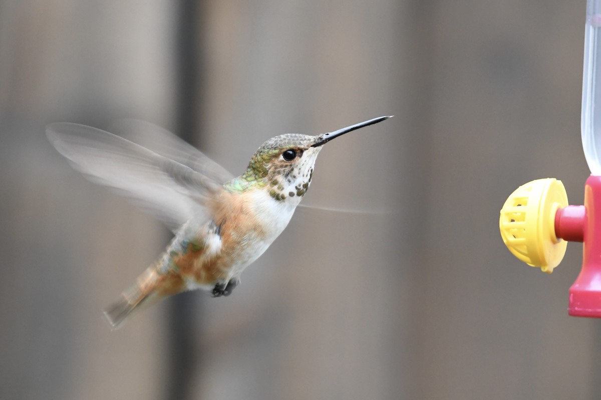 Rufous Hummingbird - Tim Healy