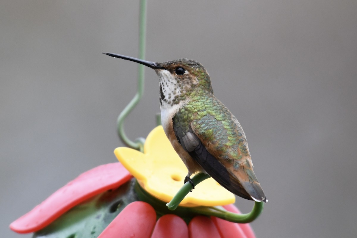 Rufous Hummingbird - Tim Healy