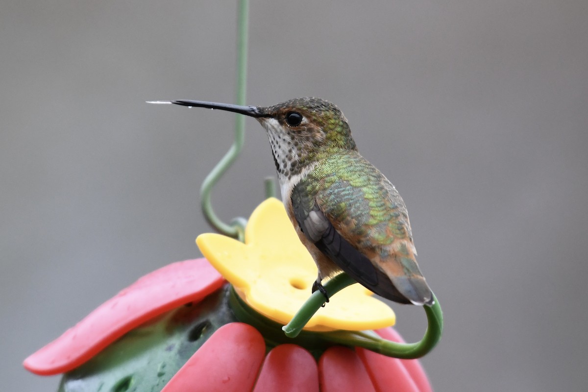 Rufous Hummingbird - Tim Healy