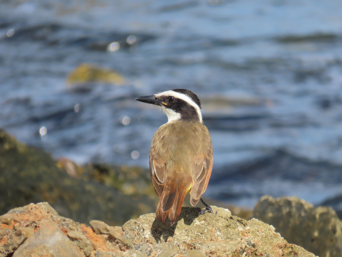 Great Kiskadee - ML507090461