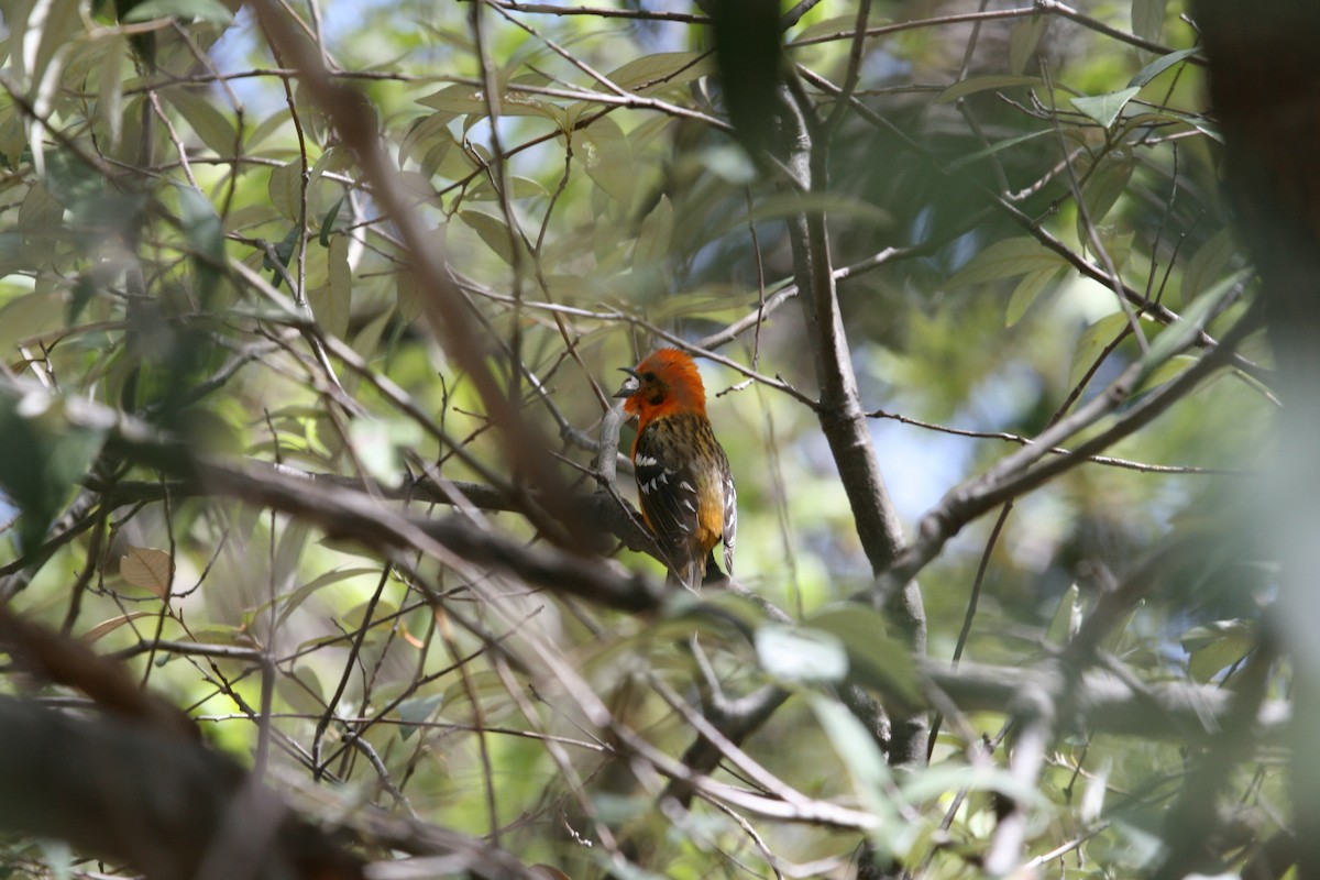 Flame-colored Tanager - ML507090571