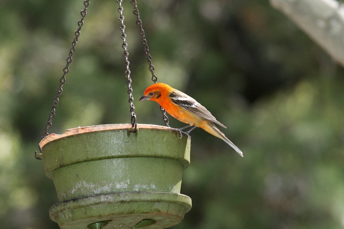 Flame-colored Tanager - ML507090581