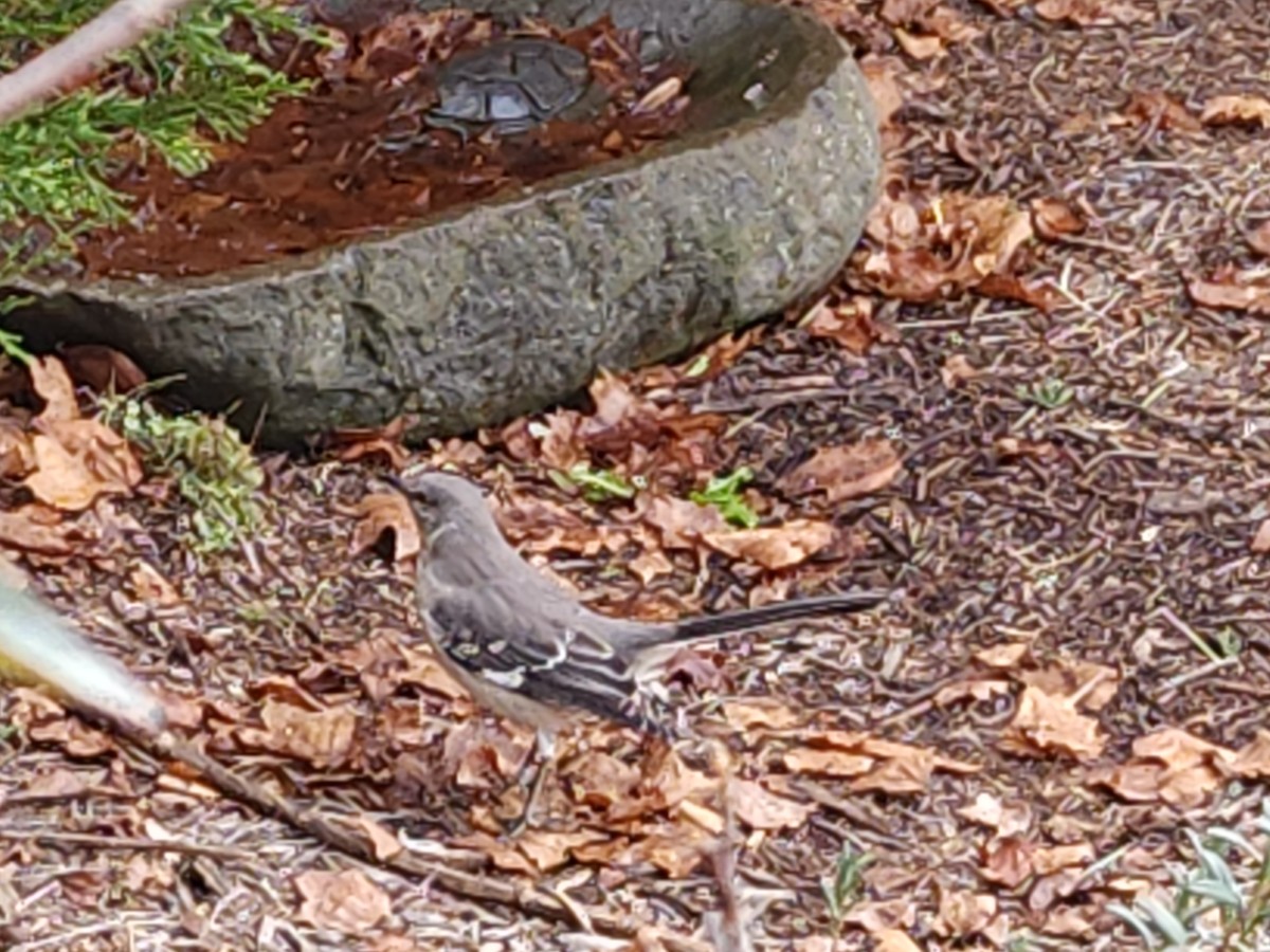 Northern Mockingbird - ML507091901