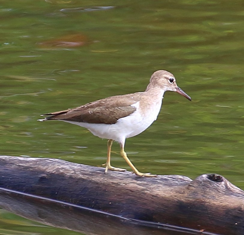 Spotted Sandpiper - ML507092021