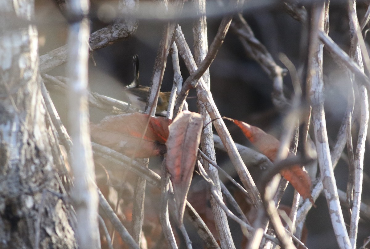 Chattering Gnatwren - ML507092591