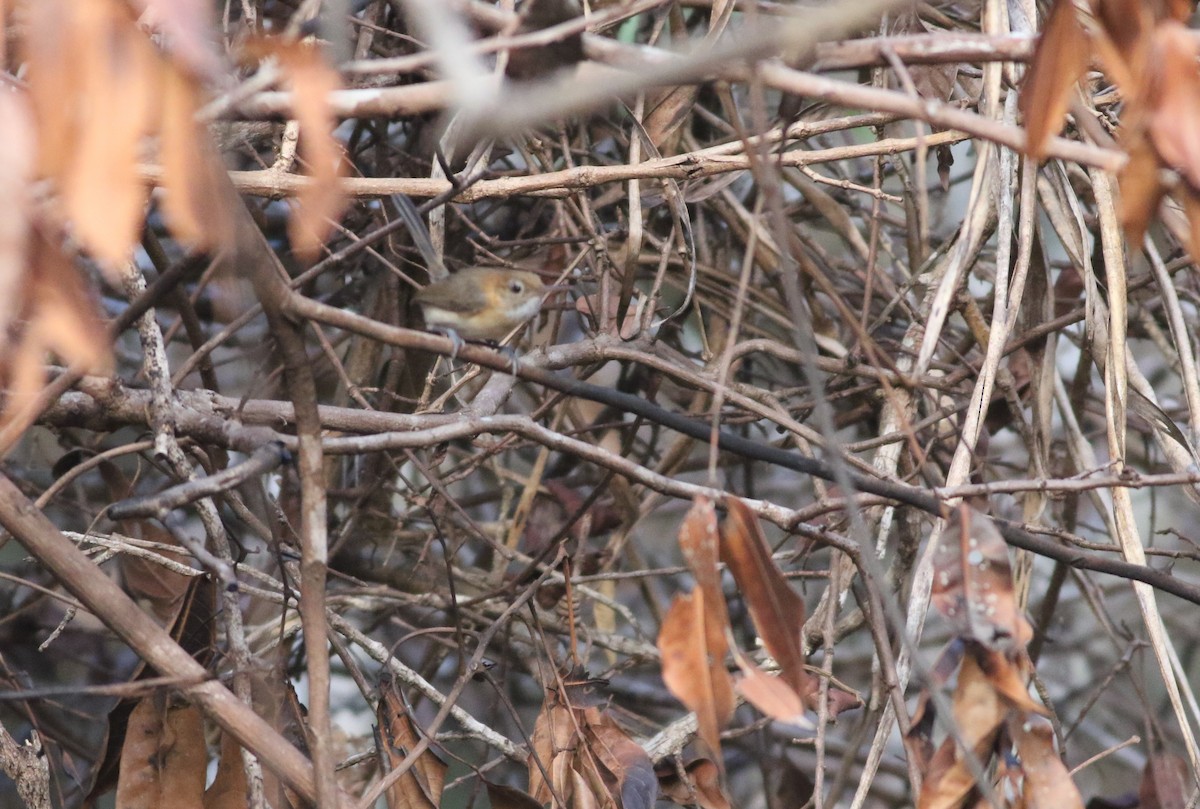 Chattering Gnatwren - ML507092601