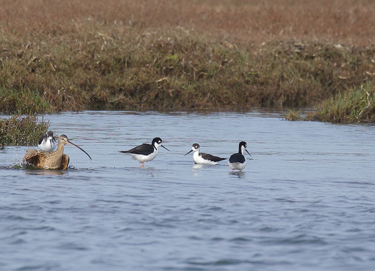 Black-necked Stilt - ML507093701