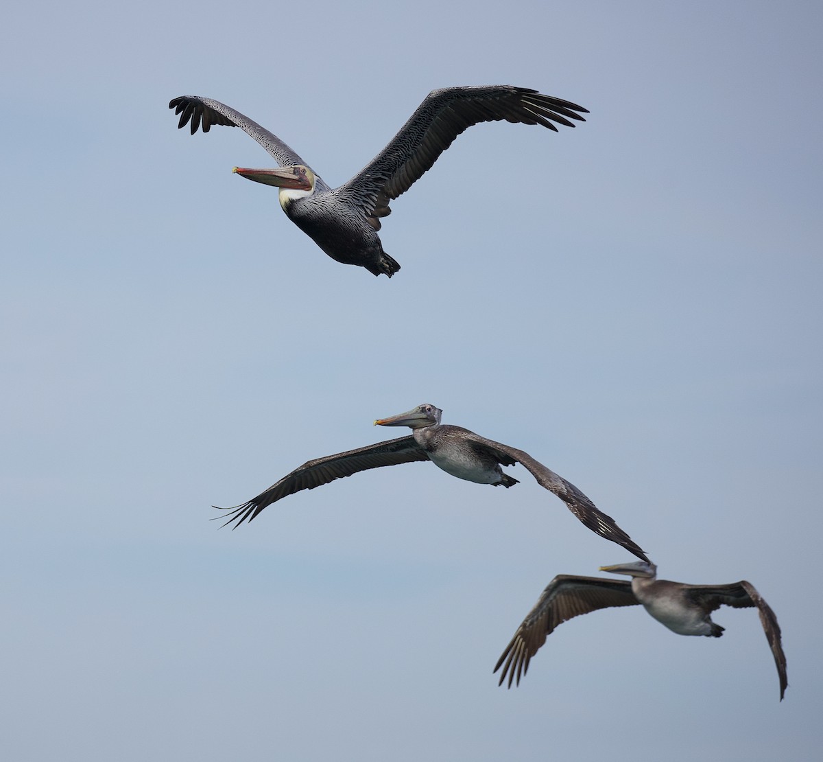 Brown Pelican - ML507093861