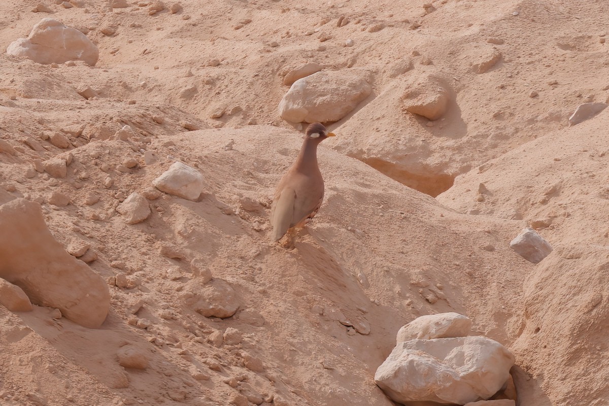 Sand Partridge - Ted Burkett