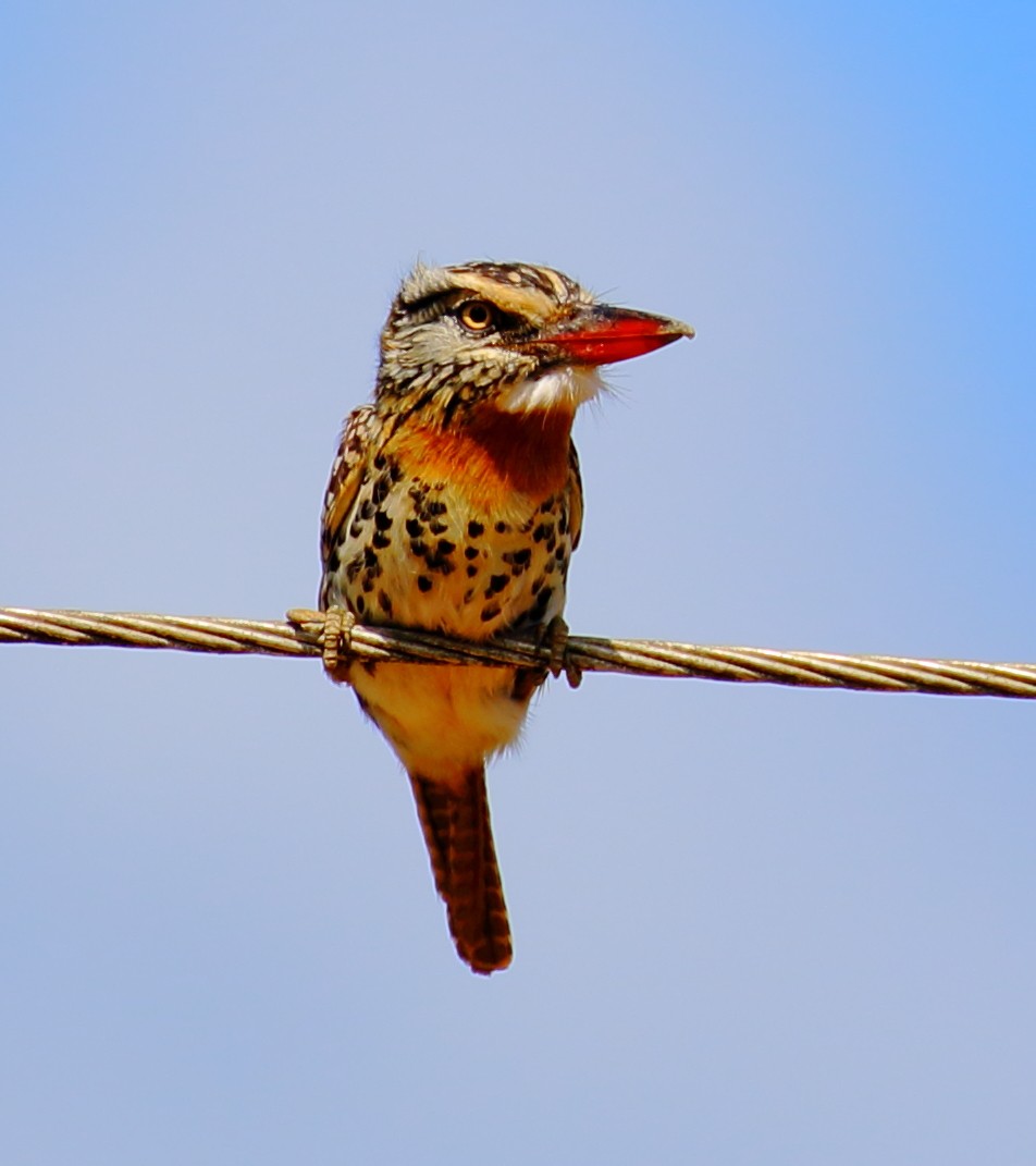 Spot-backed Puffbird - ML507095821