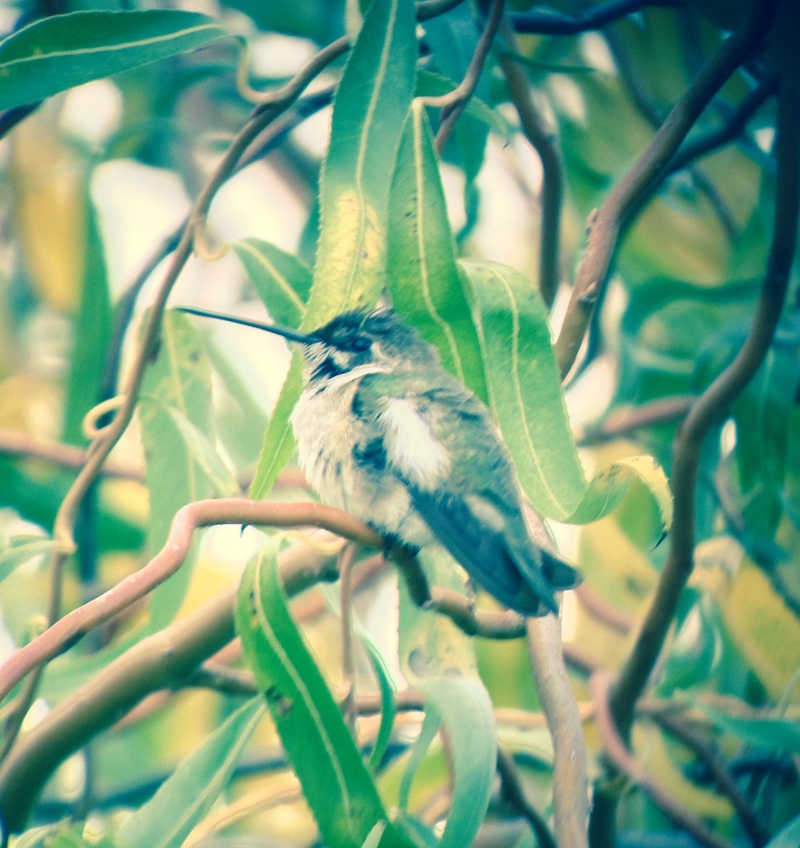 Black-chinned Hummingbird - ML50709621