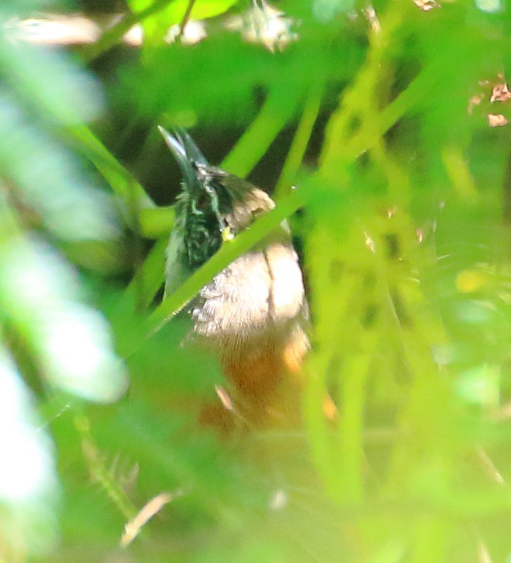 Moustached Wren - ML507096381