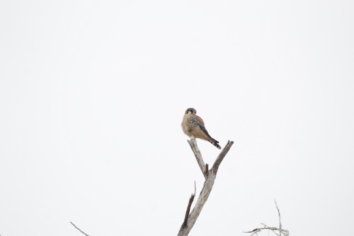 American Kestrel - ML507097021