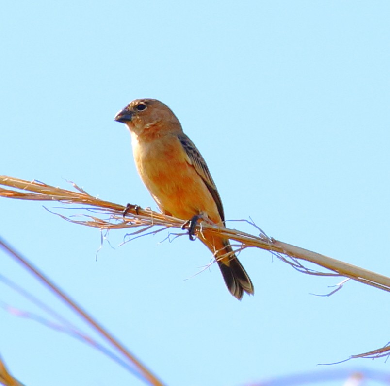 Copper Seedeater - ML507097071