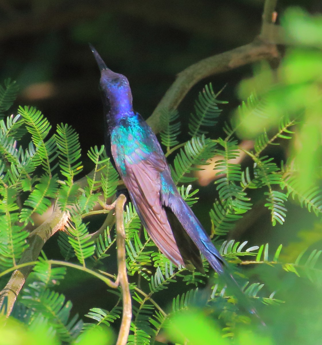 Swallow-tailed Hummingbird - ML507097381