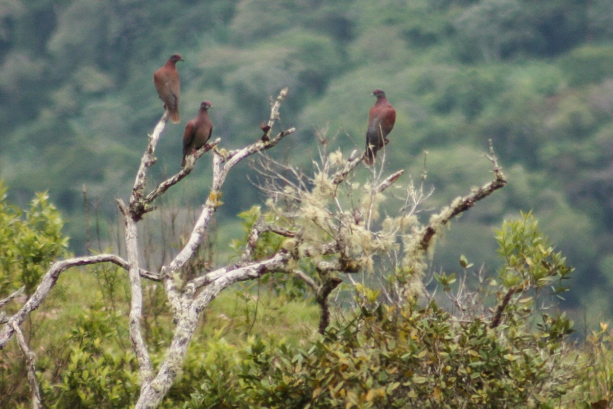 Pigeon rousset - ML507097811