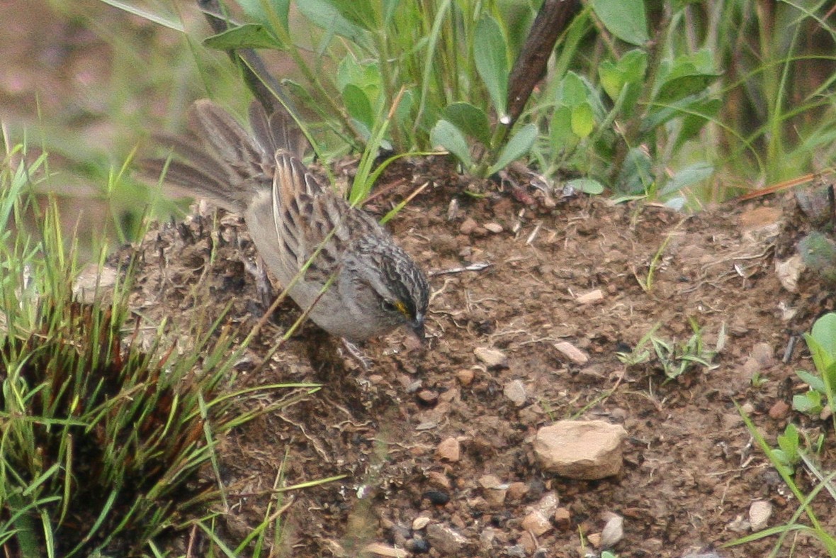 Grassland Sparrow - ML507098021