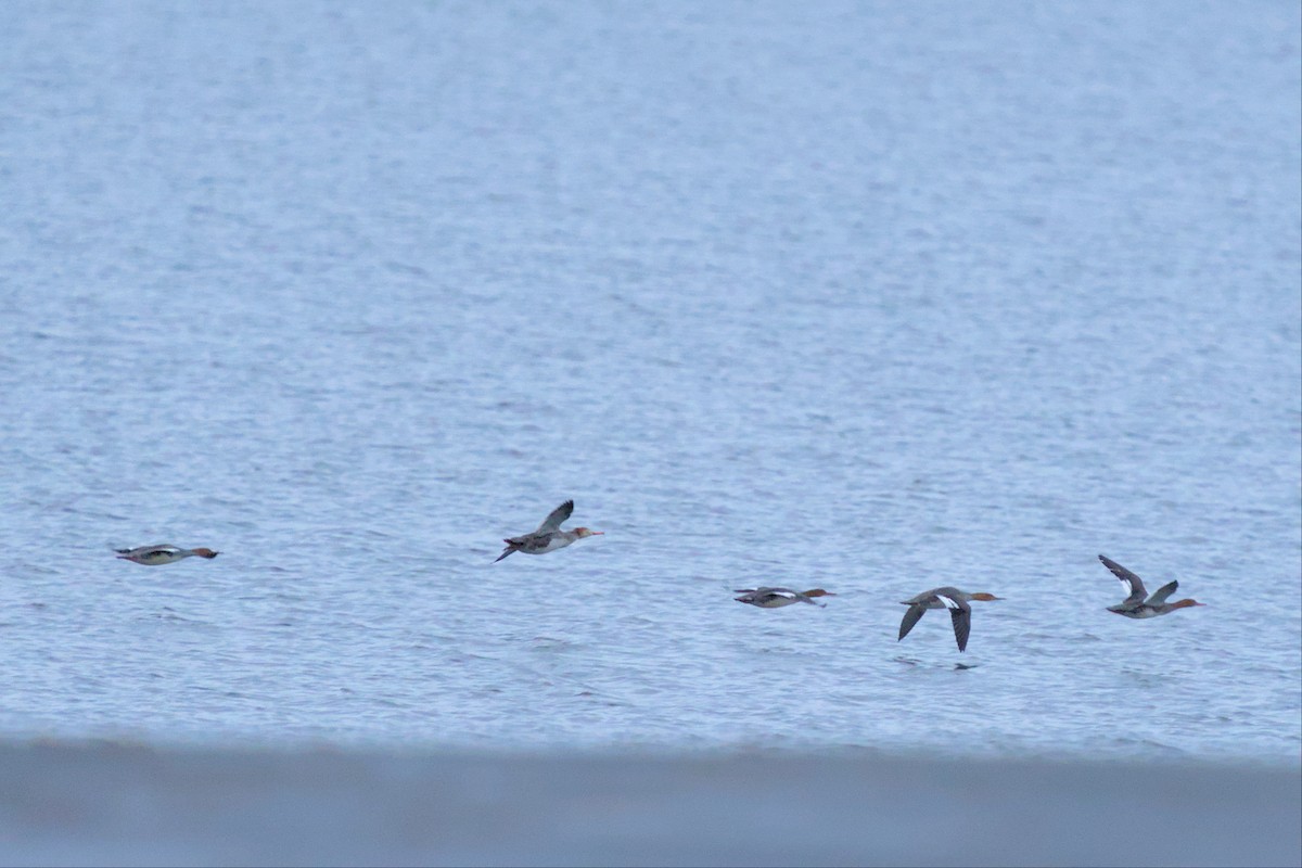 Red-breasted Merganser - ML507099151