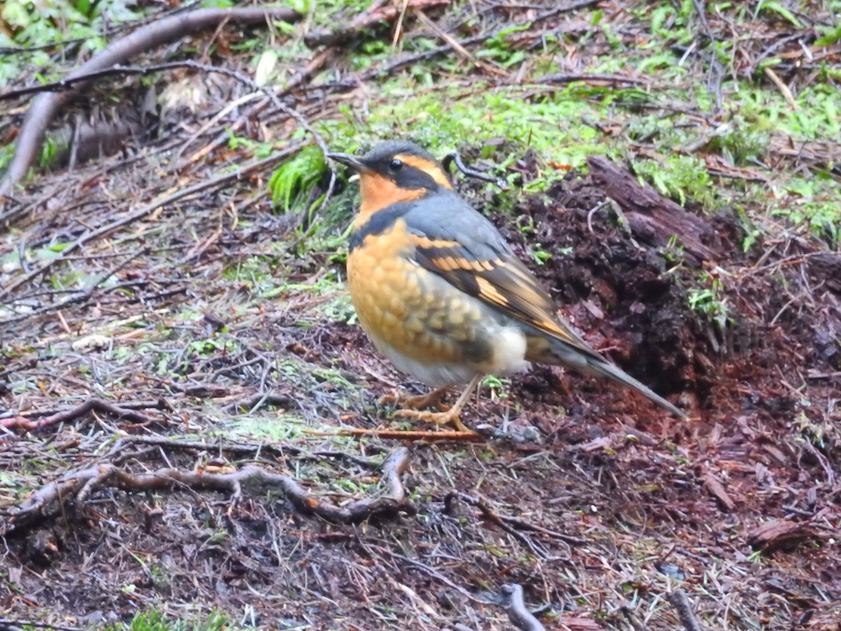 Varied Thrush - ML50709981